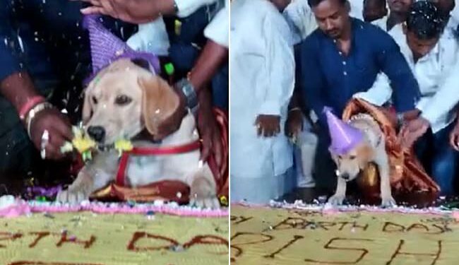 Karnataka Man Celebrates Pet Dog Birthday With 100Kg Cake And 4000 Guests
