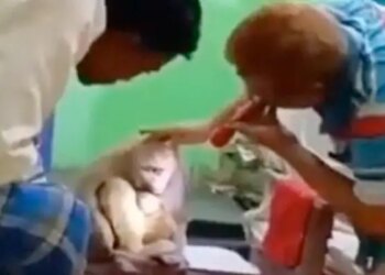 The Monkey Was Hurt, Then Came With Her Child To Dr. Ahmed For Treatment, Went Away After Getting Relief.