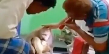 The Monkey Was Hurt, Then Came With Her Child To Dr. Ahmed For Treatment, Went Away After Getting Relief.