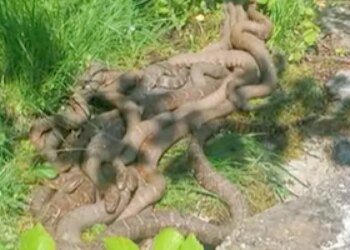 Romance Of Venomous Snakes Mating Ball Never Seen Before Internet Shocked To See It Watch Hair Raising Video