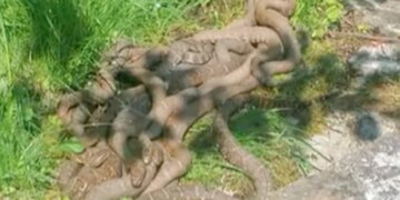 Romance Of Venomous Snakes Mating Ball Never Seen Before Internet Shocked To See It Watch Hair Raising Video