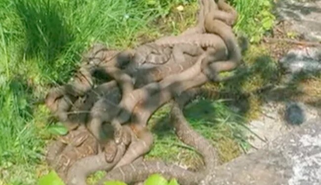 Romance Of Venomous Snakes Mating Ball Never Seen Before Internet Shocked To See It Watch Hair Raising Video
