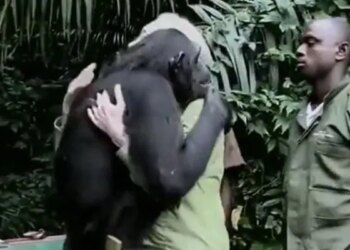 By Hugging The Doctor, The Chimpanzee Proved That There Is Love In Him Too, See Viral Video