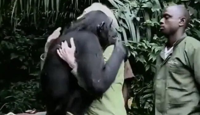 By Hugging The Doctor, The Chimpanzee Proved That There Is Love In Him Too, See Viral Video
