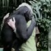 By Hugging The Doctor, The Chimpanzee Proved That There Is Love In Him Too, See Viral Video