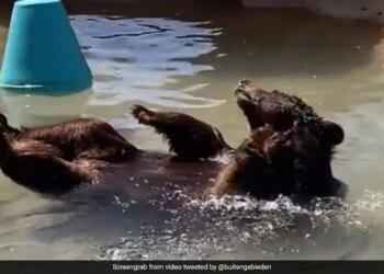 Bear Took A Dip In The Pool Beating The Scorching Heat With A Relaxing Bath Internet Loves It Watch Cute Video