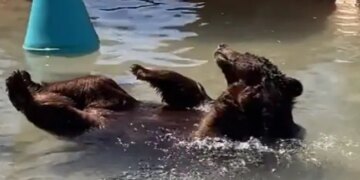 Bear Took A Dip In The Pool Beating The Scorching Heat With A Relaxing Bath Internet Loves It Watch Cute Video