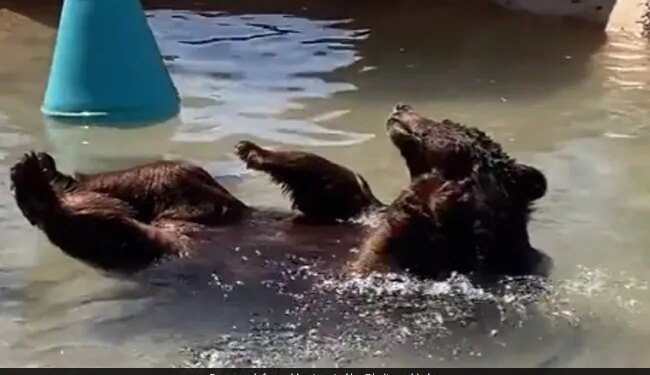Bear Took A Dip In The Pool Beating The Scorching Heat With A Relaxing Bath Internet Loves It Watch Cute Video