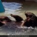 Bear Took A Dip In The Pool Beating The Scorching Heat With A Relaxing Bath Internet Loves It Watch Cute Video