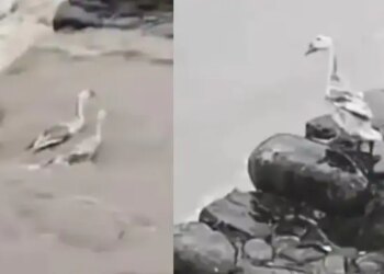Viral Video: Bird Jumped Into Raging Flood Water For Save Duck Friend