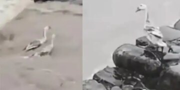 Viral Video: Bird Jumped Into Raging Flood Water For Save Duck Friend