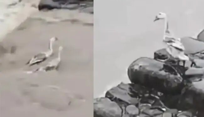 Viral Video: Bird Jumped Into Raging Flood Water For Save Duck Friend