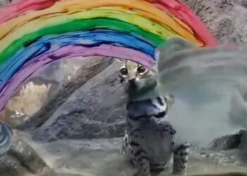 Viral Video: A Wild Cat Was Seen Having Fun Like This, Seeing It Will Make Your Day Too