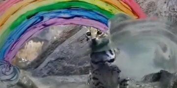 Viral Video: A Wild Cat Was Seen Having Fun Like This, Seeing It Will Make Your Day Too