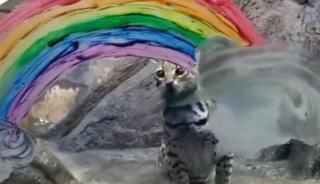 Viral Video: A Wild Cat Was Seen Having Fun Like This, Seeing It Will Make Your Day Too