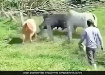 Fight Between Three Bulls Video Goes Viral On Social Media Watch Shocking Video