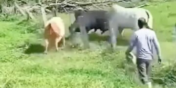 Fight Between Three Bulls Video Goes Viral On Social Media Watch Shocking Video