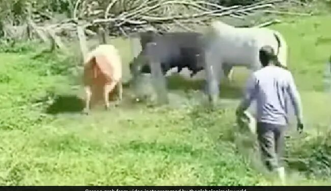 Fight Between Three Bulls Video Goes Viral On Social Media Watch Shocking Video