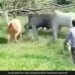 Fight Between Three Bulls Video Goes Viral On Social Media Watch Shocking Video