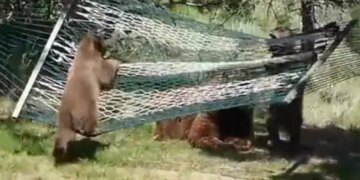 एक साथ झूलने के चक्कर में झूले पर से धड़ाम कर गिरे दो भालू, तीसरा आ गया नीचे