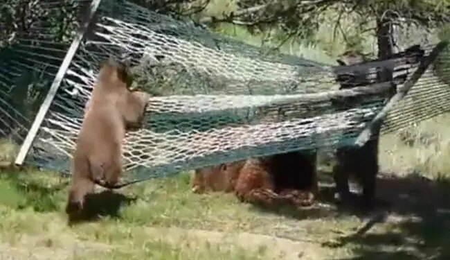 एक साथ झूलने के चक्कर में झूले पर से धड़ाम कर गिरे दो भालू, तीसरा आ गया नीचे