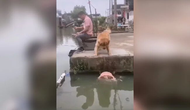 अपने ही मालिक के खिलाफ बगावत कर कुत्ते ने यूं बचाई मछलियों की जान, दिल छू लेगा ये वीडियो