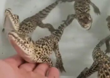 The Person Carried The Crocodiles Children On The Palm, Would Be Afraid To Hear The Voice