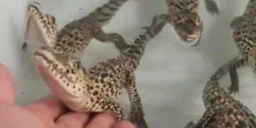 The Person Carried The Crocodiles Children On The Palm, Would Be Afraid To Hear The Voice