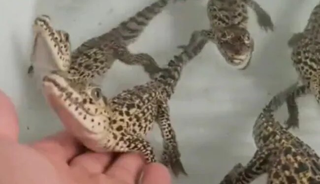 The Person Carried The Crocodiles Children On The Palm, Would Be Afraid To Hear The Voice