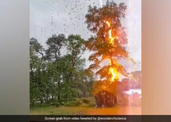 The Tree Was In Bad Condition As Soon As The Lightning Fell, So When The Lightning Strikes, One Should Never Stay Under The Tree.