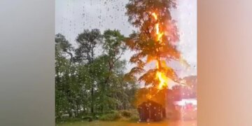 The Tree Was In Bad Condition As Soon As The Lightning Fell, So When The Lightning Strikes, One Should Never Stay Under The Tree.