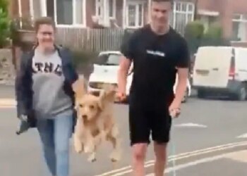 Your Heart Will Be Happy To See This Dog Jumping Like A Child, A Big Smile Will Come On Your Face, VIDEO