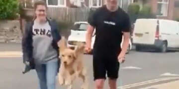 Your Heart Will Be Happy To See This Dog Jumping Like A Child, A Big Smile Will Come On Your Face, VIDEO