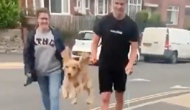 Your Heart Will Be Happy To See This Dog Jumping Like A Child, A Big Smile Will Come On Your Face, VIDEO