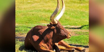 Cow Arrested For Murder Of 12 Year Old Boy In South Sudan Read Here