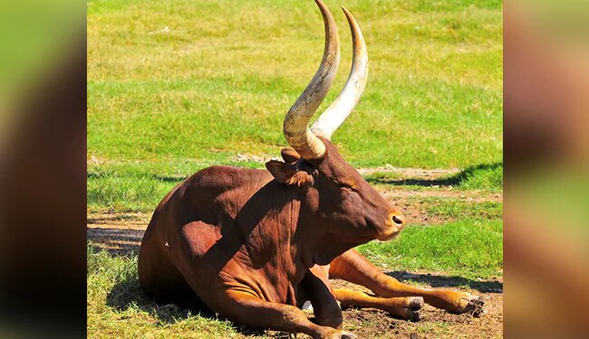 Cow Arrested For Murder Of 12 Year Old Boy In South Sudan Read Here