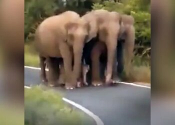 Elephant Baby Got Z+++ Protection, Watching The Video, People Said – It Is The Safest Child – हाथी के बच्चे को मिली Z+++ सुरक्षा, वीडियो देख लोगों ने कहा