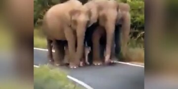 Elephant Baby Got Z+++ Protection, Watching The Video, People Said – It Is The Safest Child – हाथी के बच्चे को मिली Z+++ सुरक्षा, वीडियो देख लोगों ने कहा