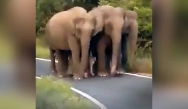 Elephant Baby Got Z+++ Protection, Watching The Video, People Said – It Is The Safest Child – हाथी के बच्चे को मिली Z+++ सुरक्षा, वीडियो देख लोगों ने कहा