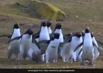 Many Penguins Were Seen Running After The Butterfly Queen, This Is The Cute Video – तितली रानी के पीछे भागते दिखे कई पेंगुइन्स, वीडियो देखने के बाद कहेंगे