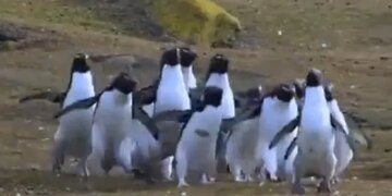 Many Penguins Were Seen Running After The Butterfly Queen, This Is The Cute Video – तितली रानी के पीछे भागते दिखे कई पेंगुइन्स, वीडियो देखने के बाद कहेंगे