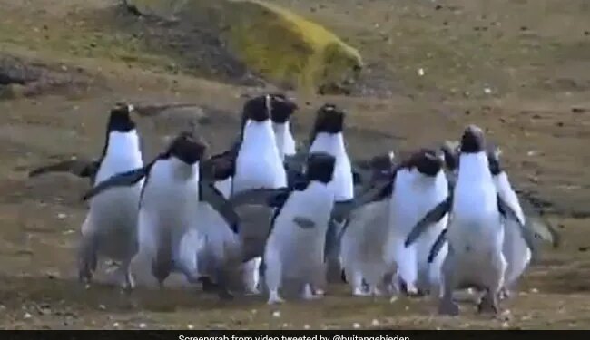 Many Penguins Were Seen Running After The Butterfly Queen, This Is The Cute Video – तितली रानी के पीछे भागते दिखे कई पेंगुइन्स, वीडियो देखने के बाद कहेंगे
