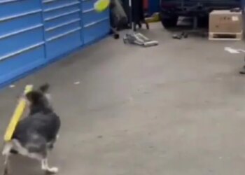 Have You Ever Seen A Dog Playing Baseball, If Not, You Will Be Stunned To See These Tremendous Shots, Viral Video