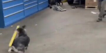 Have You Ever Seen A Dog Playing Baseball, If Not, You Will Be Stunned To See These Tremendous Shots, Viral Video