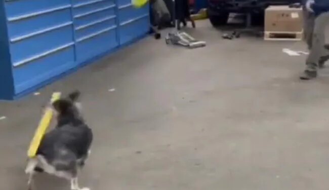 Have You Ever Seen A Dog Playing Baseball, If Not, You Will Be Stunned To See These Tremendous Shots, Viral Video