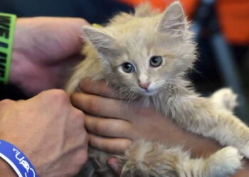 Viral Video Man Stops To Rescue A Kitten Gets A Surprise Of Dozen Others – Viral Video : एक बिल्ली के बच्चे को बचाना बना मुसीबत, पूरी टोली आकर लिपट गई पैरों से