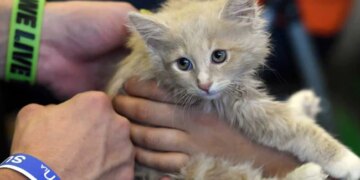 Viral Video Man Stops To Rescue A Kitten Gets A Surprise Of Dozen Others – Viral Video : एक बिल्ली के बच्चे को बचाना बना मुसीबत, पूरी टोली आकर लिपट गई पैरों से