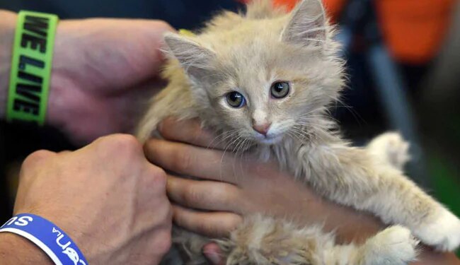 Viral Video Man Stops To Rescue A Kitten Gets A Surprise Of Dozen Others – Viral Video : एक बिल्ली के बच्चे को बचाना बना मुसीबत, पूरी टोली आकर लिपट गई पैरों से