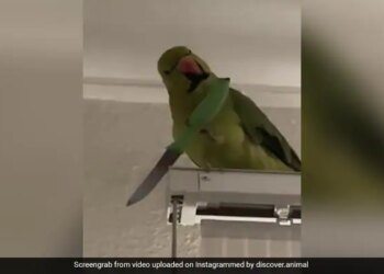 Funny Video Of Parrot Is Going Viral On Social Media Netizens Are Giving Funny Reaction