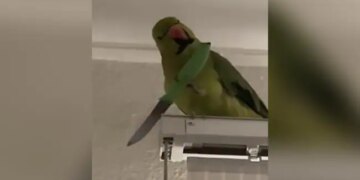 Funny Video Of Parrot Is Going Viral On Social Media Netizens Are Giving Funny Reaction